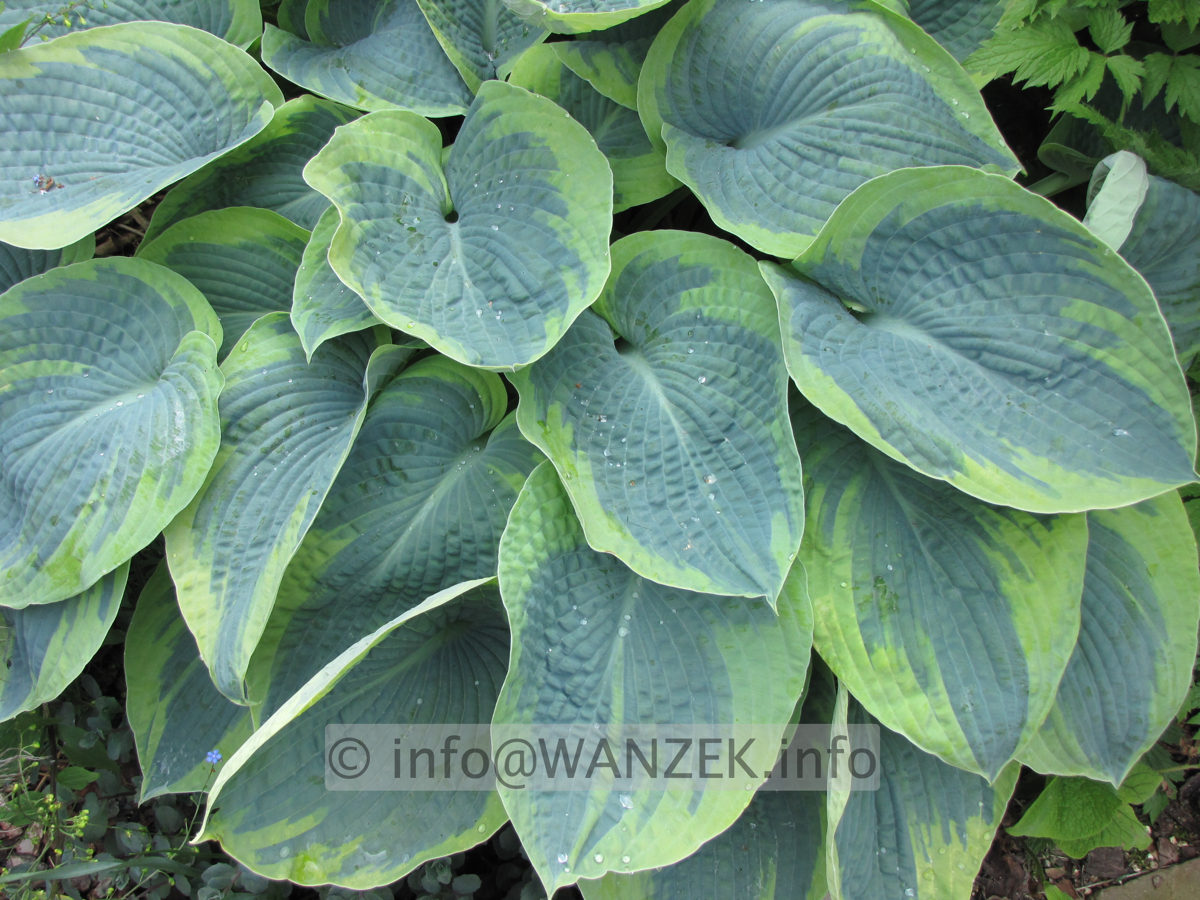 Hosta Hybride Samurai 05.JPG